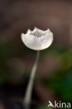 Hazenpootje (Coprinus lagopus)