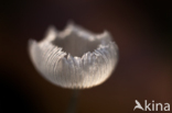 Hazenpootje (Coprinus lagopus)