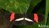 Heliconius erato petiverana