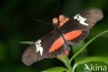 Mexican Heliconian (Heliconius hortense)