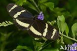 Heliconius pachinus