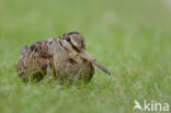 Eurasian Woodcock (Scolopax rusticola)