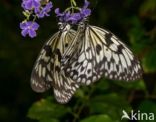 Malabar Tree-nymph (Idea malabarica)