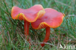 Kabouterwasplaat (Hygrocybe insipida)