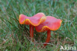 Kabouterwasplaat (Hygrocybe insipida)