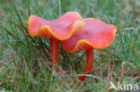 Kabouterwasplaat (Hygrocybe insipida)