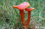 Kabouterwasplaat (Hygrocybe insipida)