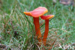 Kabouterwasplaat (Hygrocybe insipida)