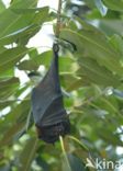 large flying fox (Pteropus vampyrus)