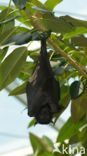 large flying fox (Pteropus vampyrus)