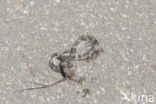 Katteoogslang (Leptodeira annulata bakeri)