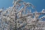 Cherry (Prunus spec)