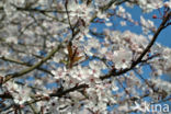 Cherry (Prunus spec)