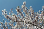 Cherry (Prunus spec)