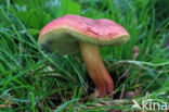 Aureoboletus gentilis