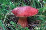 Aureoboletus gentilis