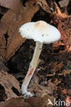 Kleine poederparasol (Cystolepiota seminuda)