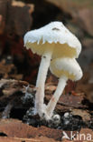 Kleine poederparasol (Cystolepiota seminuda)