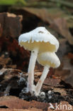 Cystolepiota seminuda