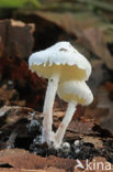 Kleine poederparasol (Cystolepiota seminuda)