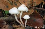 Kleine poederparasol (Cystolepiota seminuda)