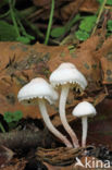 Kleine poederparasol (Cystolepiota seminuda)