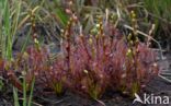 Kleine zonnedauw (Drosera intermedia)