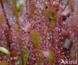 Oblong-leaved Sundew (Drosera intermedia)