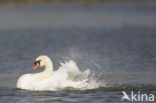 Knobbelzwaan (Cygnus olor)