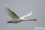 Knobbelzwaan (Cygnus olor)