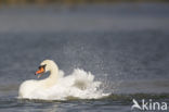 Knobbelzwaan (Cygnus olor)