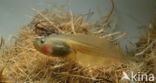 Common Spadefoot Toad (Pelobates fuscus)