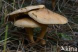 Koeienboleet (Suillus bovinus)