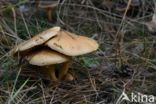 Koeienboleet (Suillus bovinus)