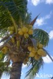 Coconut Palm (Cocos nucifera)