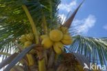 Kokospalm