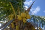 Coconut Palm (Cocos nucifera)