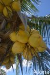 Coconut Palm (Cocos nucifera)