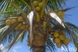 Coconut Palm (Cocos nucifera)