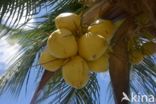 Coconut Palm (Cocos nucifera)