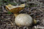 Kostgangerboleet (Boletus parasiticus)