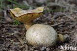 Kostgangerboleet (Boletus parasiticus)