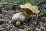 Kostgangerboleet (Boletus parasiticus)