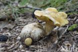 Kostgangerboleet (Boletus parasiticus)