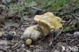 Kostgangerboleet (Boletus parasiticus)