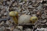 Kostgangerboleet (Boletus parasiticus)