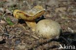 Kostgangerboleet (Boletus parasiticus)