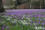 Krokus (Crocus spec.)