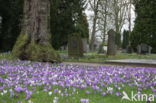 Krokus (Crocus spec.)