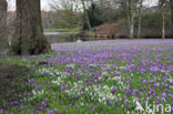 Crocus (Crocus spec.)